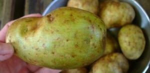 green potatoe skin
